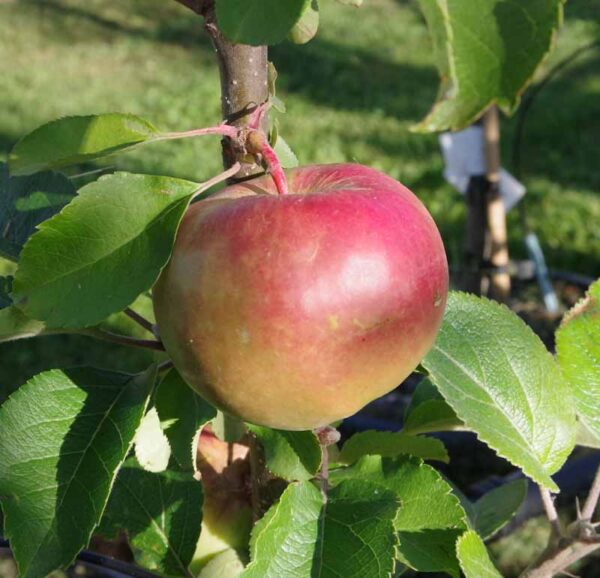 Apple 'Kentish Fillbasket'
