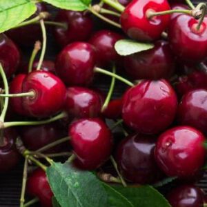 Cherry 'Dawson'