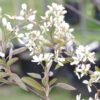 Amelanchier canadensis - Image 2