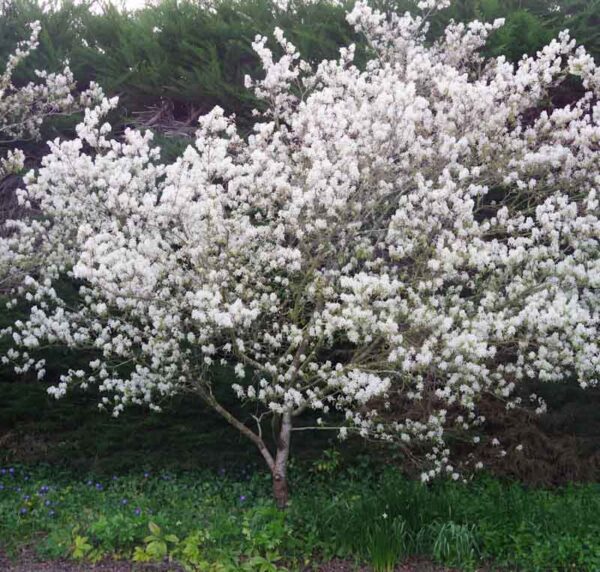 Amelanchier canadensis