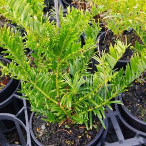 Cephalotaxus fortunei