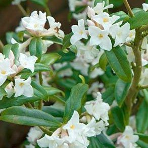 Daphne bholua 'White Ice'