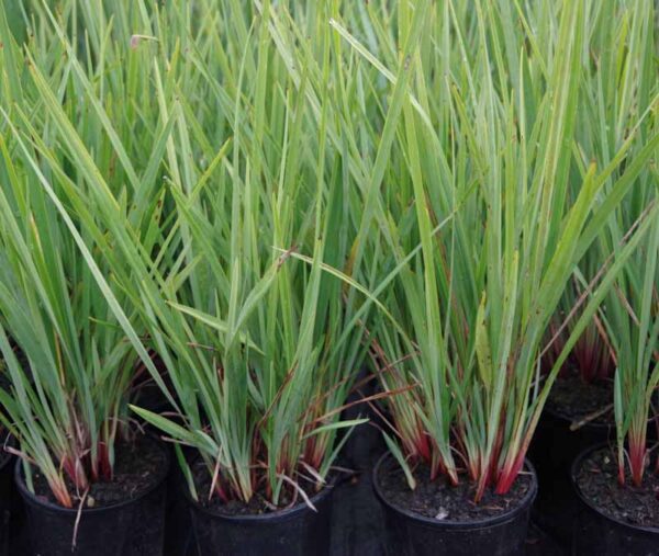 Dianella 'Revelation'
