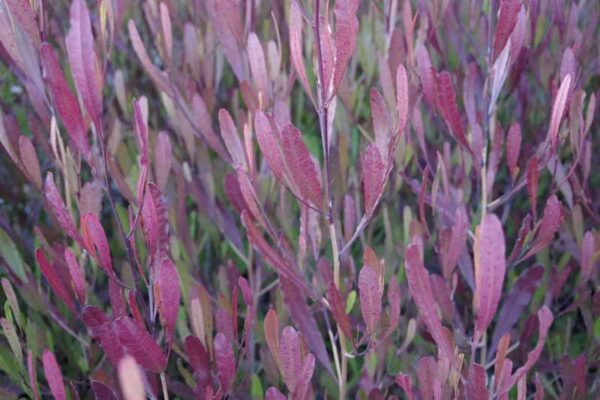 Dodonea viscosa 'Purpurea'