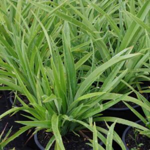 Phormium 'Emerald Green'