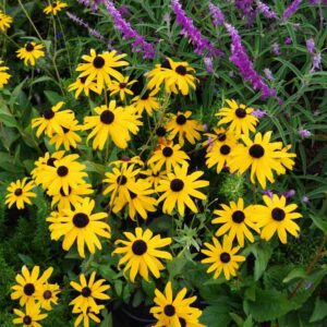 Rudbeckia 'Goldsturm'
