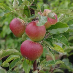 Apple 'Coxes Orange Pippin' M26