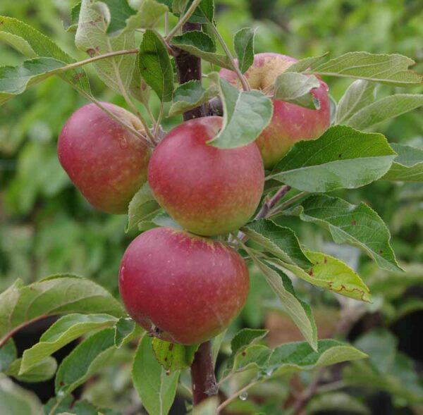 Apple 'Coxes Orange Pippin' M26