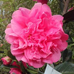 Camellia 'Debbie'