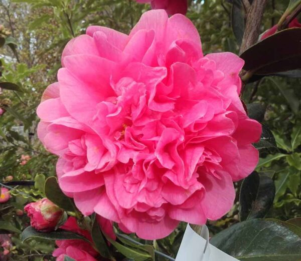 Camellia 'Debbie'