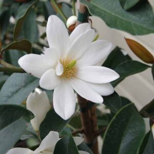 Magnolia 'Fairy White'