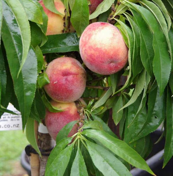 Peach 'Bonanza'