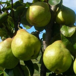 Pear 'Garden Belle'