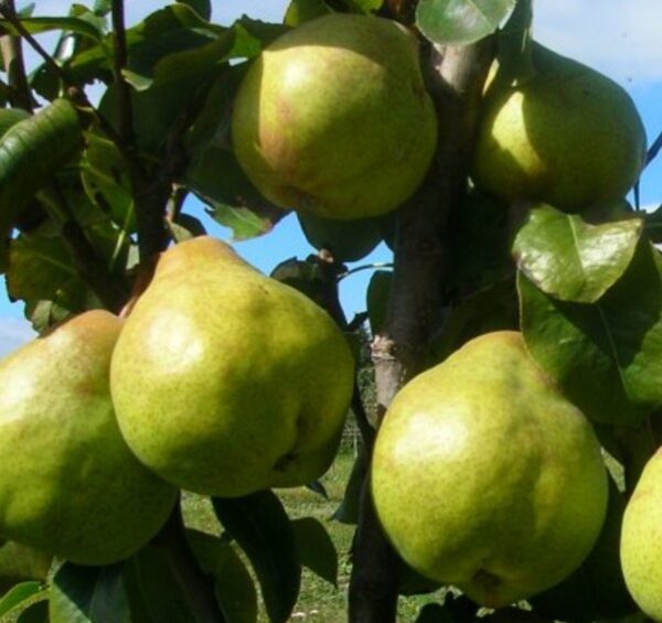Pear 'Garden Belle'