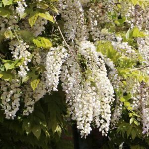 Wisteria 'White Silk'.