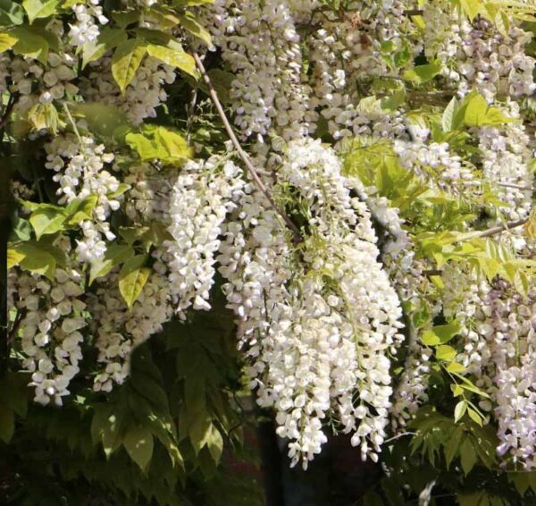 Wisteria 'White Silk'.
