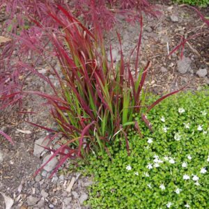Imperata 'Red Baron'