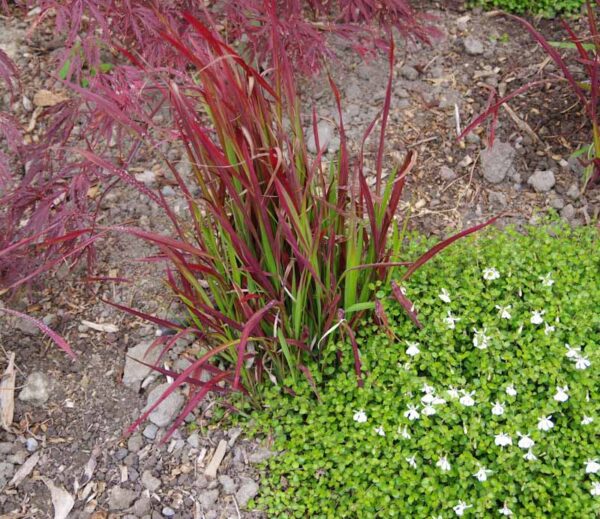 Imperata 'Red Baron'