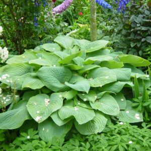 Hosta 'Flemish Sky'