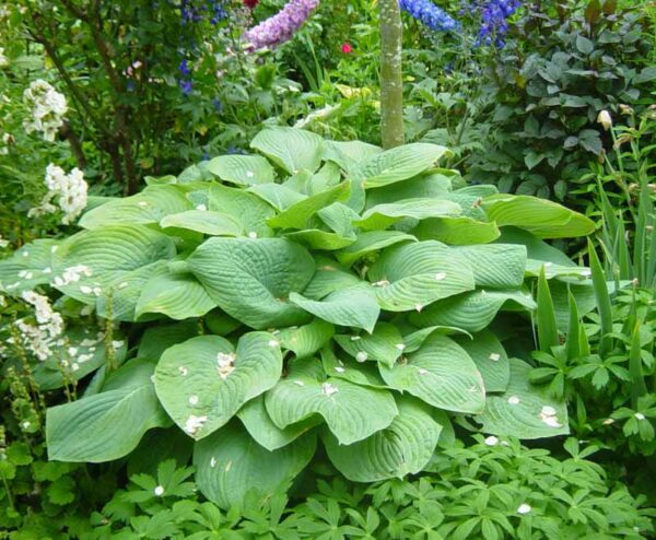 Hosta 'Flemish Sky'