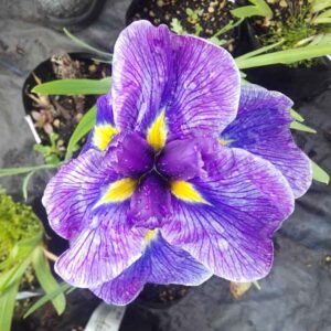 Iris ensata 'Geisha Girl'