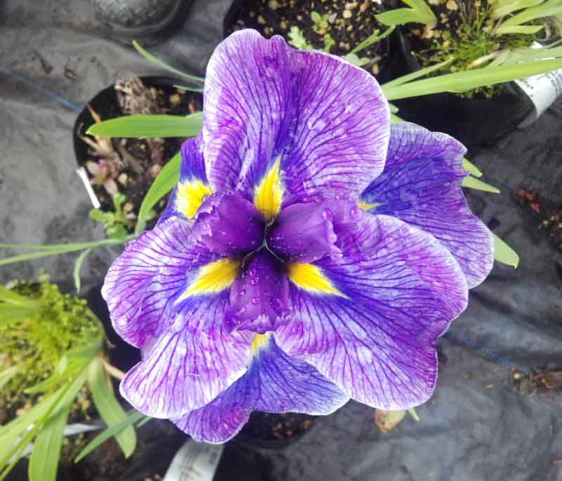 Iris ensata 'Geisha Girl'