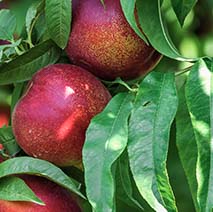 Nectarine  'Flavourzee'