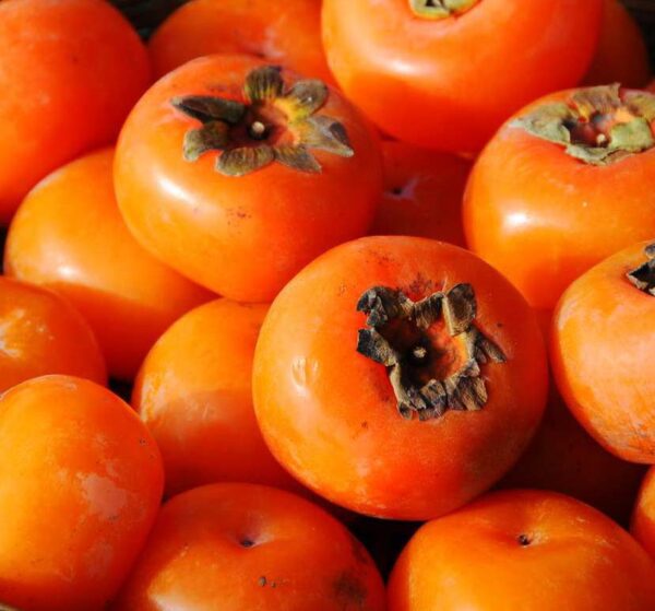 Persimmon 'Fuyu'