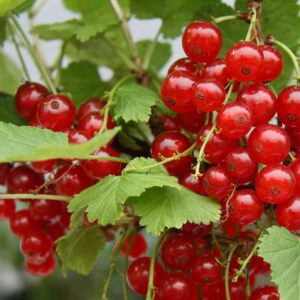 Currant Red