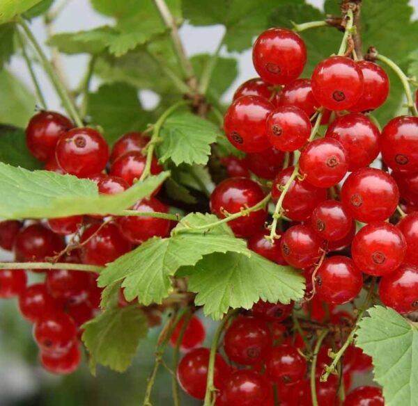 Currant Red