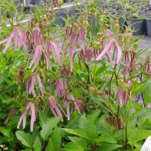 Campanula 'Pink Octopus'