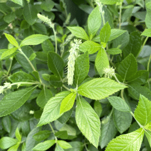 Clethra anlifolia 'Hummingbird'