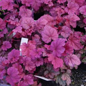 Heuchera 'Berry Smoothie'