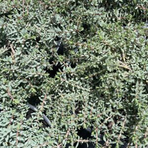 Pimelea prostrata 'Blue Peter'