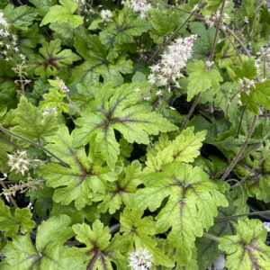 Tiarella 'Neon lights'