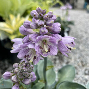 Hosta 'Mouse Ears'