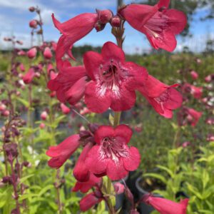 Penstemon 'Beech Park'