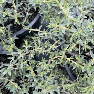 Pimelea 'Silver Ghost'