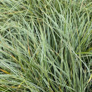 Carex 'Everest'
