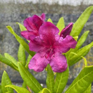 Rhododendron 'Black Sport'
