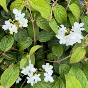Viburnum plicatum 'Summer Snowflake'