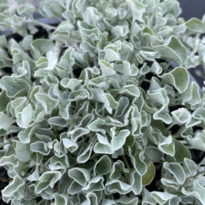 Dichondra 'Silver Falls'