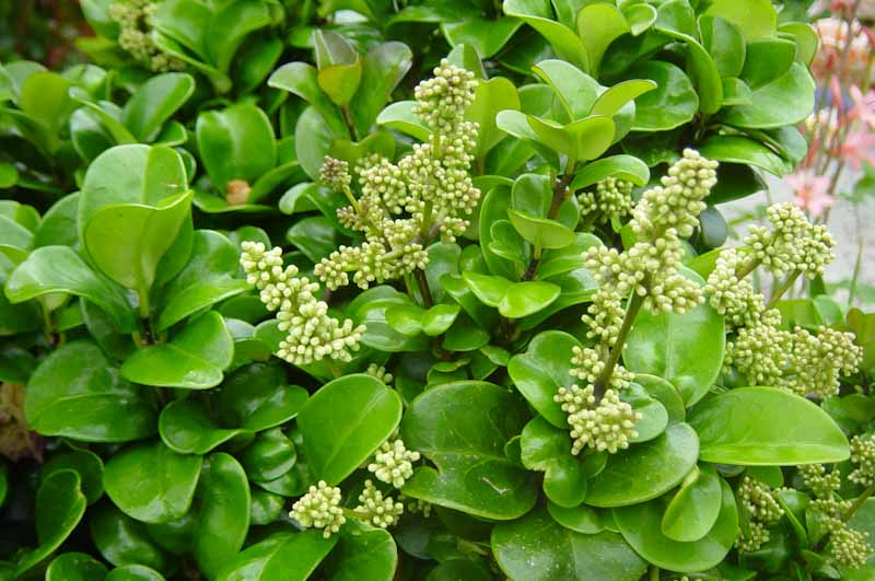 Ligustrum japonicum 'Rotundifolium' - Kiwiflora Nurseries