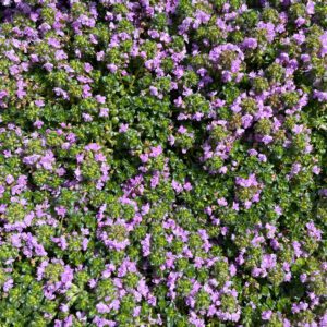 Lavender thyme