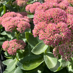 Sedum 'Autumn Joy'