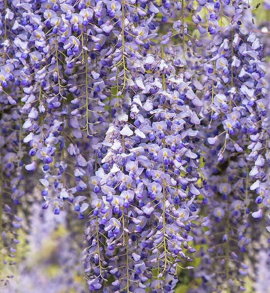 Wisteria 'Lavender Lace'