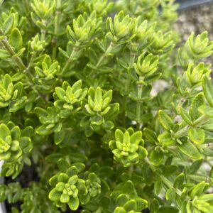 Westringia 'Grey Box'