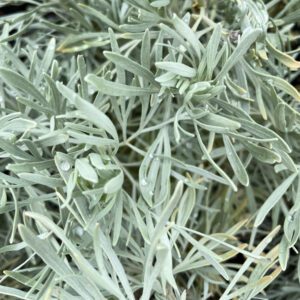 Artemesia 'Powis Castle'