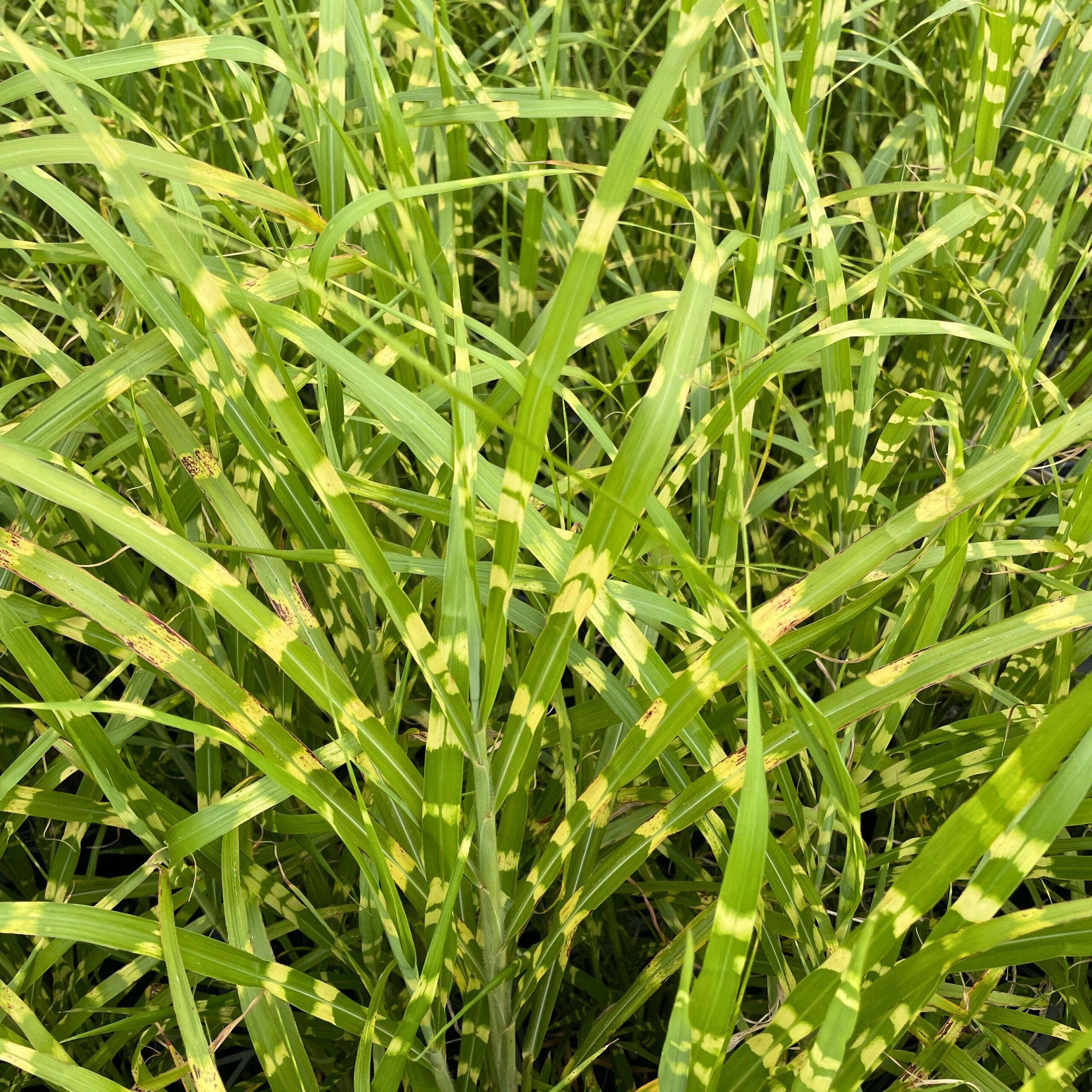 Miscanthus sinensis ' Zebrinus'