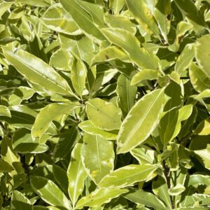 Pittosporum eugenioides 'Variegatum'